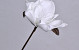 Fleur en mousse Blanc, D 16cm