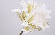 Foam Dracena White, D 24cm