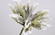 Dracena en mousse  Blanc/Gris, D 24cm