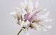 Foam Dracena White/Lilac, D 24cm