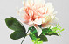 Dahlia D14cm Crème