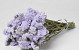 Statice Sinuata Violet Clair
