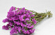 Statice Sinuata Lila-Rose