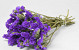 Statice Sinuata Dark Violet