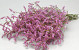 Limonium Pink 60cm 