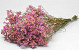 Limonium 60cm Rose Clair