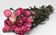 Helichrysum Rosa 45cm