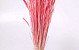 Triticum Hellrosa (Weizen) 70cm