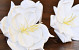 Foam Flower White, D 16cm