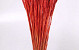 Triticum Bright Red (wheat) 70cm