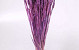 Triticum Bright Purple (wheat) 70cm