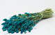 Phalaris Blue 70cm