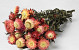 Bouquet Helichrysum Ouvert salmon 45cm