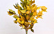Hedera Klimop Geel 40-50cm