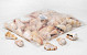Muscheln strombus luhuanus 1Kg