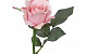 Rose Rosa 30cm