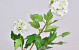 Viburnum Blanc 40cm