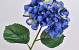 Hydrangea 68cm Blue