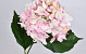 Hortensia Rose-Blanc 68cm