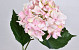 Hortensia Roze-Wit 68cm