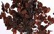 Beech Leaves Red 60-70cm