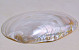 Shell Mother of Pearl 20cm