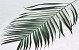 Areca Feuilles Palmées 80cm Vert