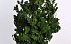 Oak Leaves Green 1kg