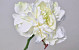 Peony Rose XL 30cm White