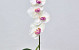 Orchidée Papillon 50cm Blanc