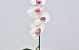 Phalaenopsis 44cm Wit