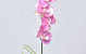 Phalaenopsis Pink 44cm