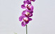 Orchidée Papillon 50cm Fuchsia