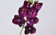 Orchidée Papillon 50cm Pourpre