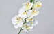 Orchidée Papillon 50cm Blanc