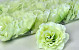 Rose D10cm Vert