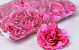 Rose D10cm Pink