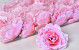 Rose D10cm Light Pink