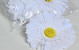 Gerbera D15cm White