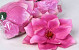 Magnolia D17cm Roze