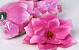 Magnolien D17cm Rosa