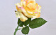 Rose Gelb D12cm L32cm