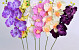 Orchidée Papillon Mix 70cm