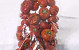 Kürbis (Pumpkin) Rot 125Gr. 3-4cm