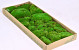 Polstermoos grün (tray 66x26cm)