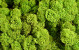 Reindeer Moss Lime Green Kg