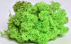 Reindeer Moss Spring Green 40g.