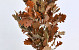 Oak Leaves Brown 50-60cm