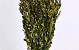 Buxus Groen 90cm 800gr.