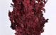 Feuille de Chêne Rouge 1Kg